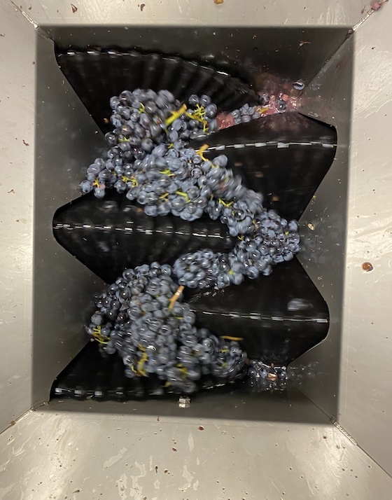 So word die Traube gequetscht